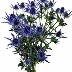 Distel dunkel blau  Magical Purple Lagoon 60cm