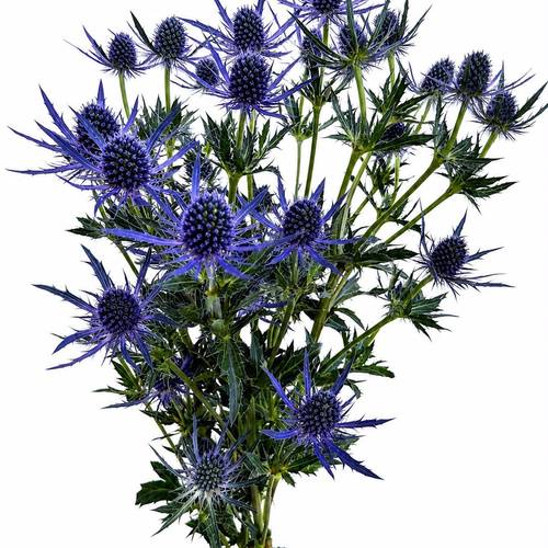 Distel dunkel blau  Magical Purple Lagoon 60cm