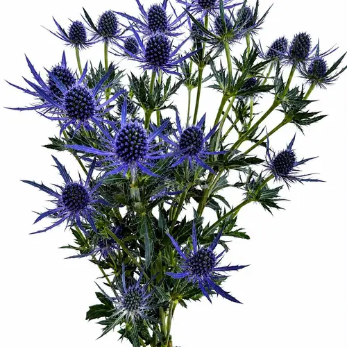 Distel dunkel blau  Magical Purple Lagoon 60cm