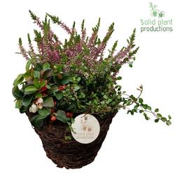 Garten.Arr SBS002 Small Herbst T20 H030