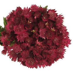 Astrantia dunkel rosa Red Joyce 55cm