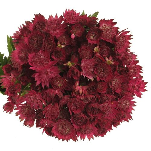 Astrantia dunkel rosa Red Joyce 55cm