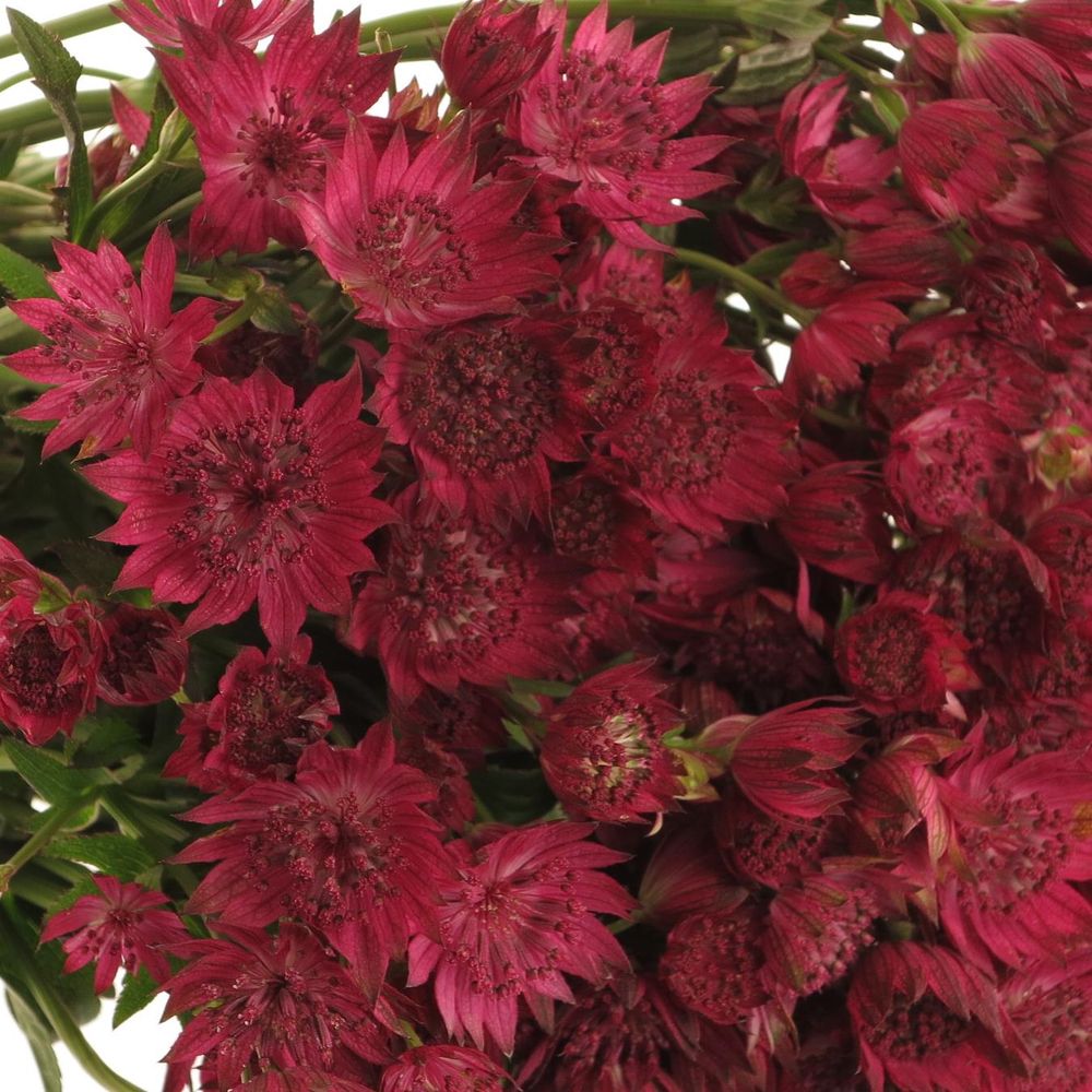 Astrantia dunkel rosa Red Joyce 55cm