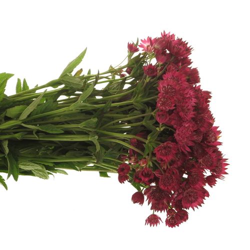 Astrantia dunkel rosa Red Joyce 55cm