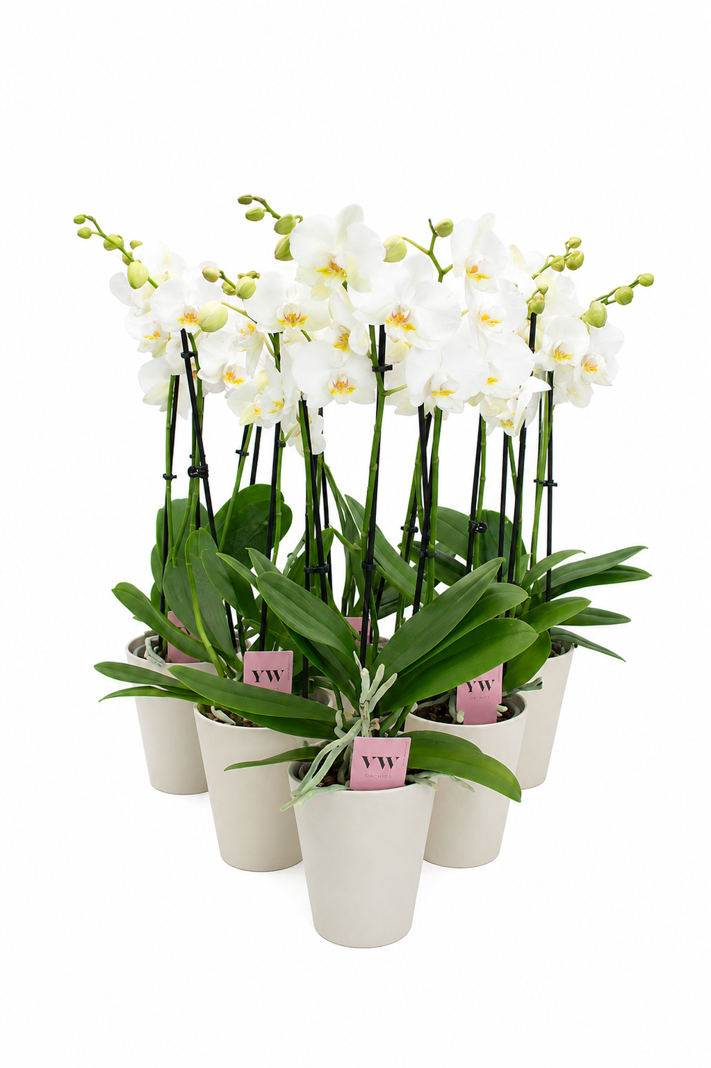 Phal.3-R weiss im Friso Übertopf T12 H050