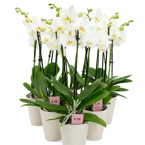 Phal.3-R weiss im Friso Übertopf T12 H050