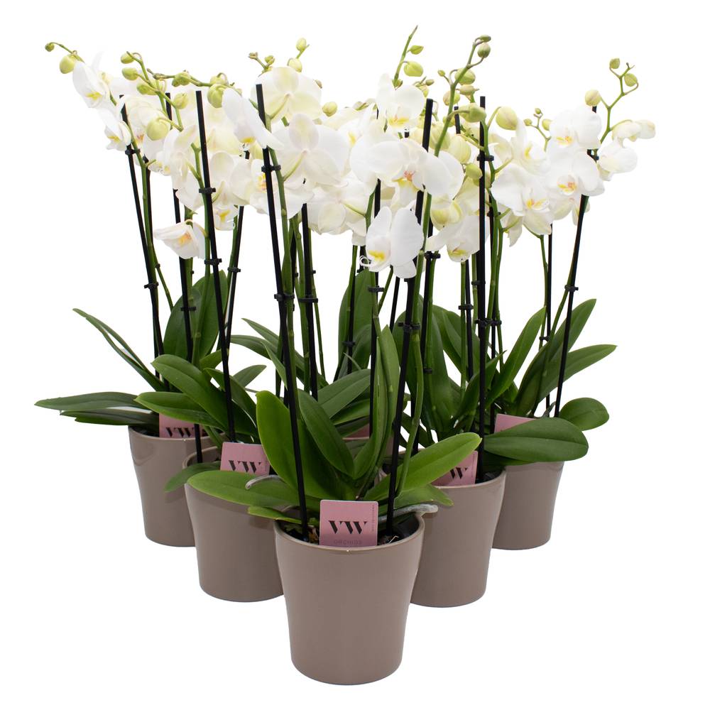 Phal.3-R weiss im Hanna Übertopf braun T12 H050
