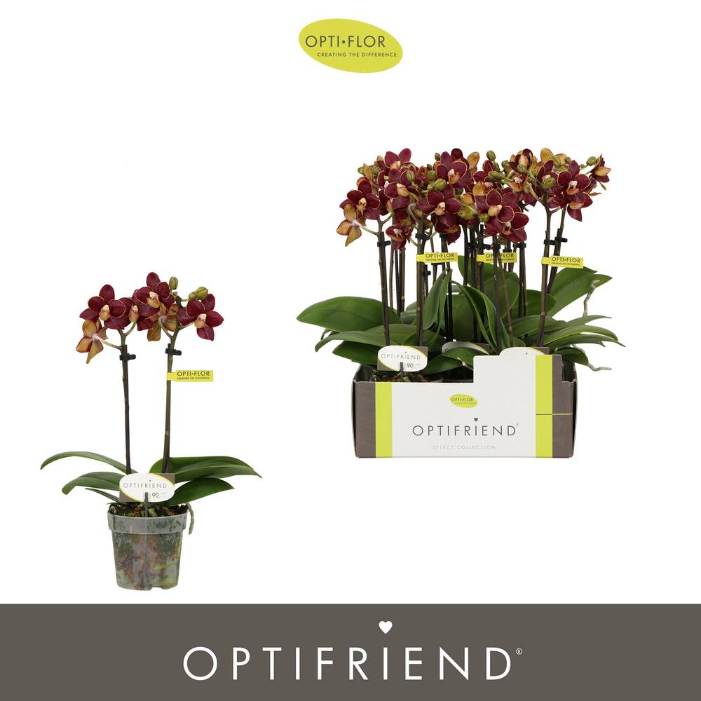 Phal.2-R rot Esmee T07 H025