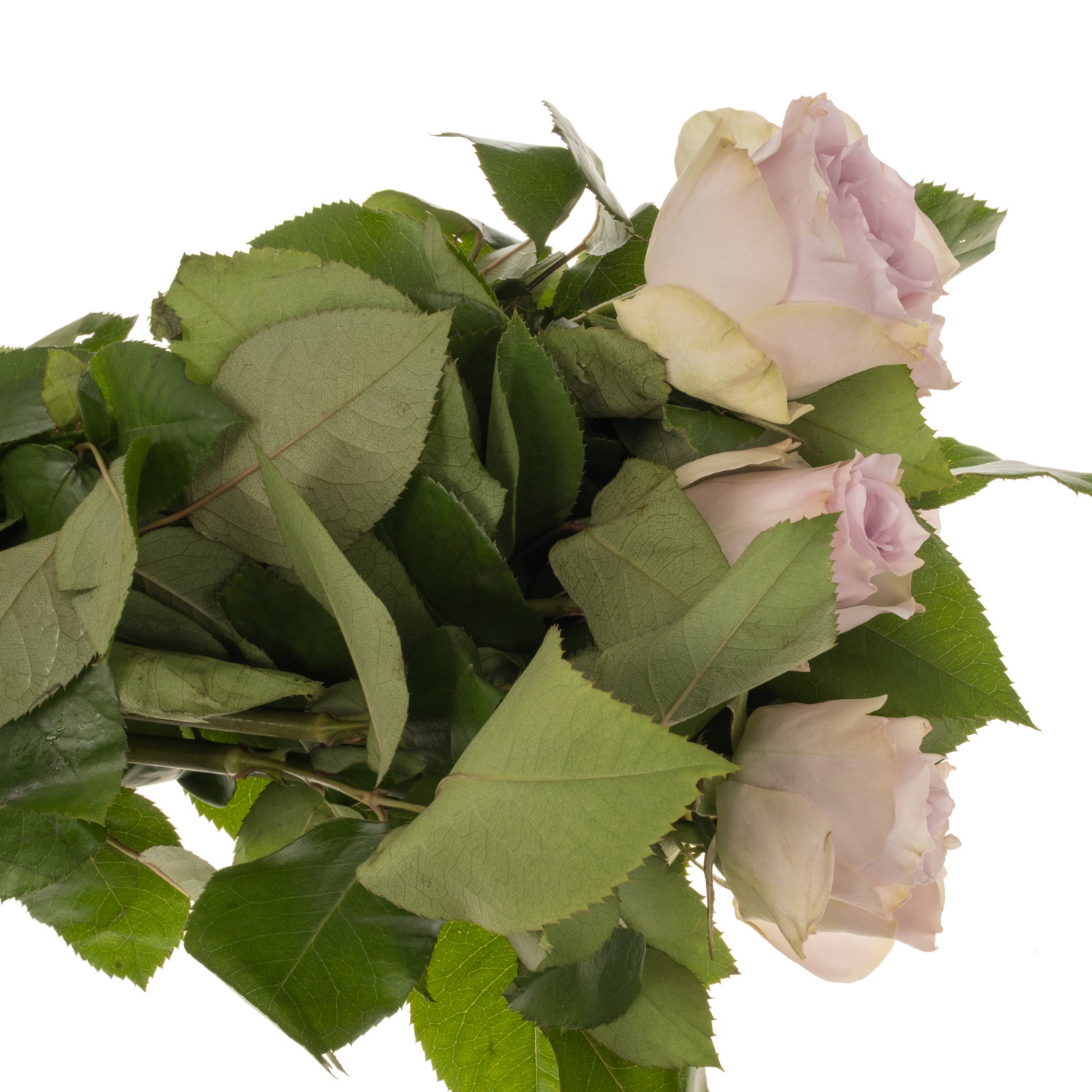 Rose milka/creme Ayden 40cm