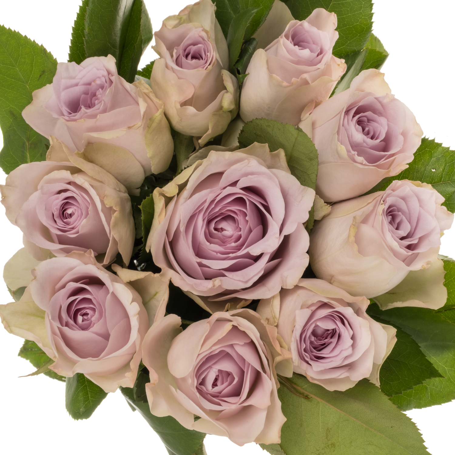 Rose milka/creme Ayden 40cm