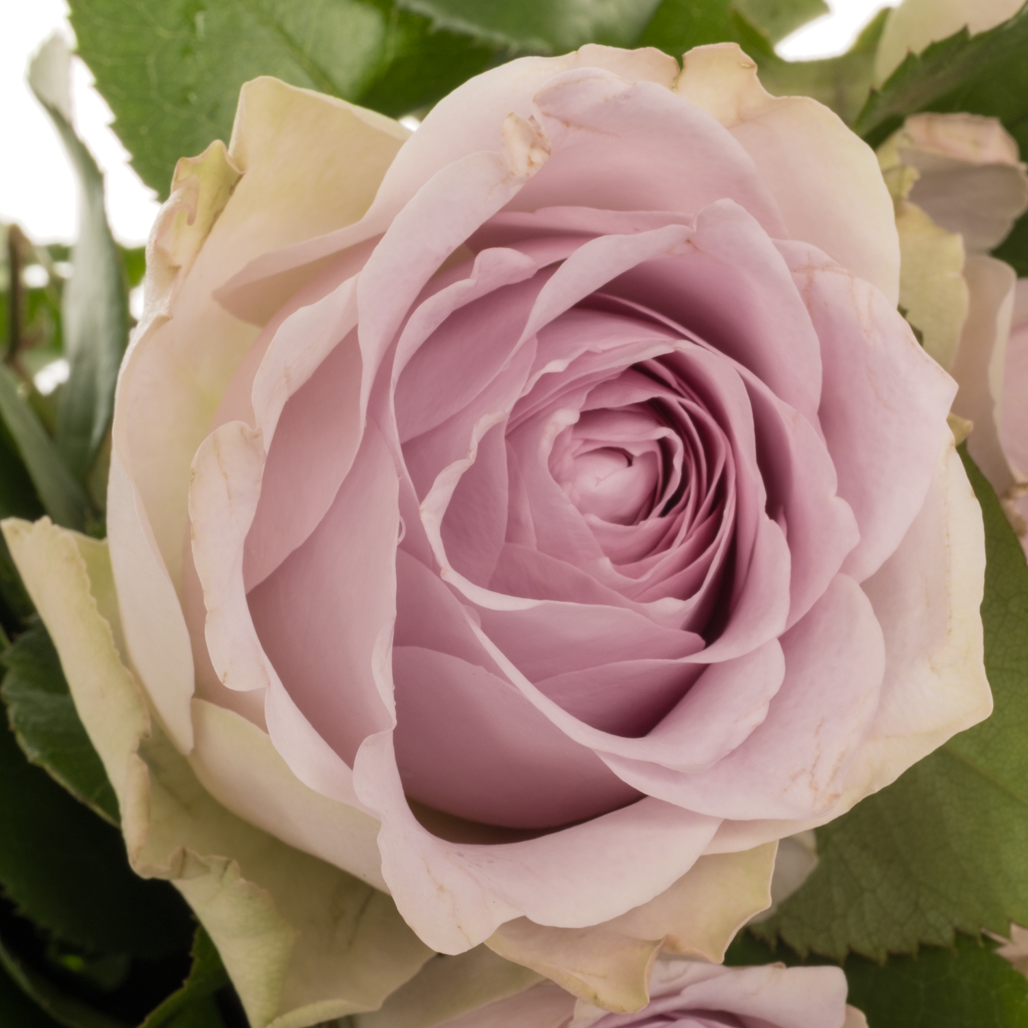 Rose milka/creme Ayden 40cm