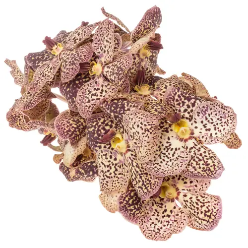 Vanda gelb/dunkel lila Ocelot Sangria