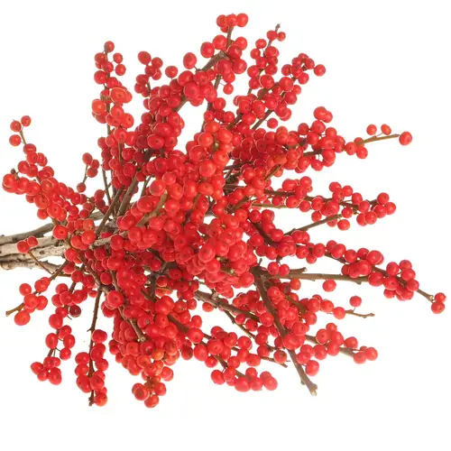 Ilex rot        50cm