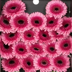 Germini rosa/lila Isabelle