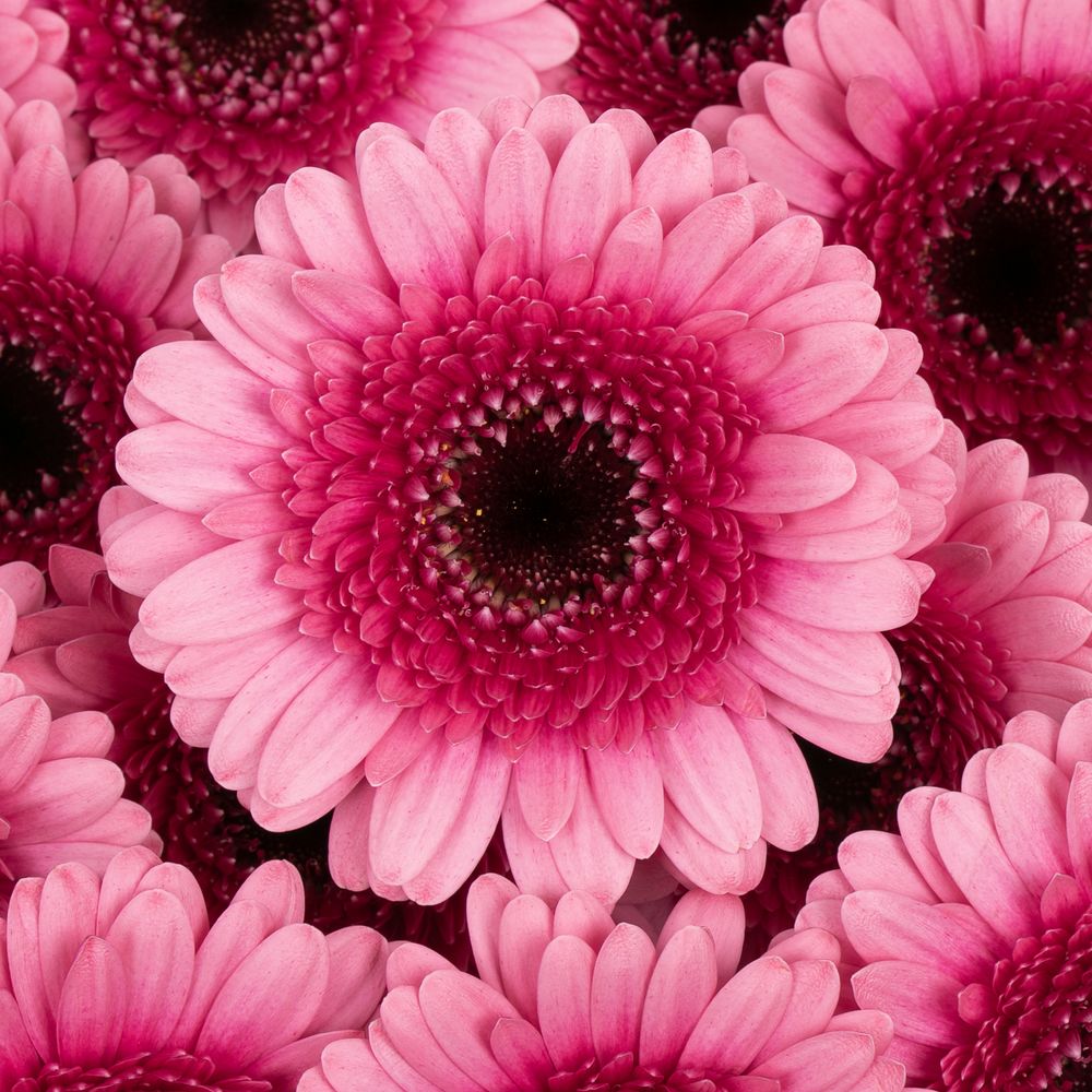Germini rosa/lila Isabelle