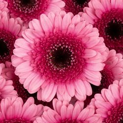 Germini rosa/lila Isabelle
