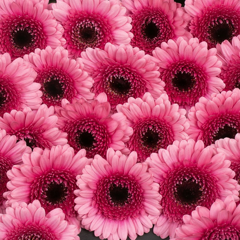 Germini rosa/lila Isabelle