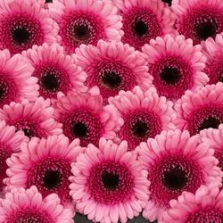 Germini rosa/lila Isabelle