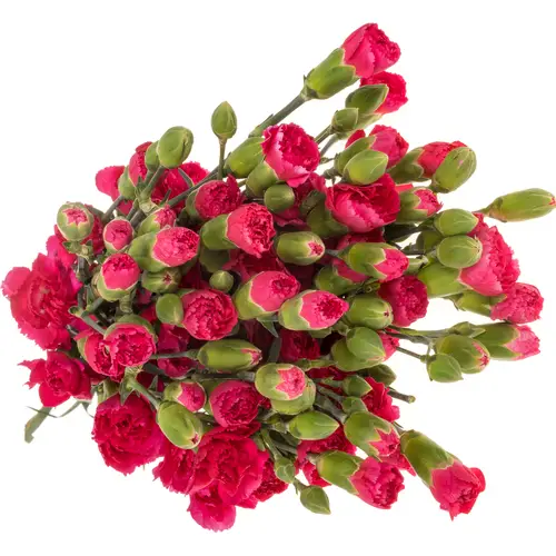 Spraynelke cerise Anita 60cm X20