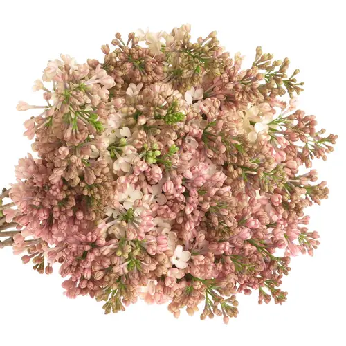 Flieder rosa Maidens Blush 4 Kopf 80cm