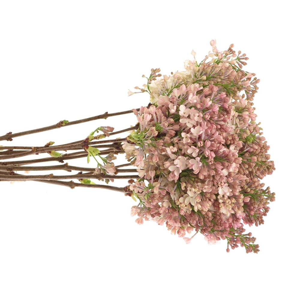 Flieder rosa Maidens Blush 4 Kopf 80cm