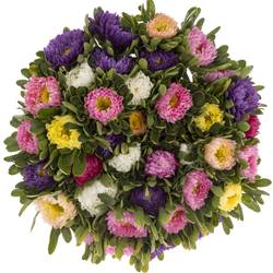 Aster mix Rutten 50cm