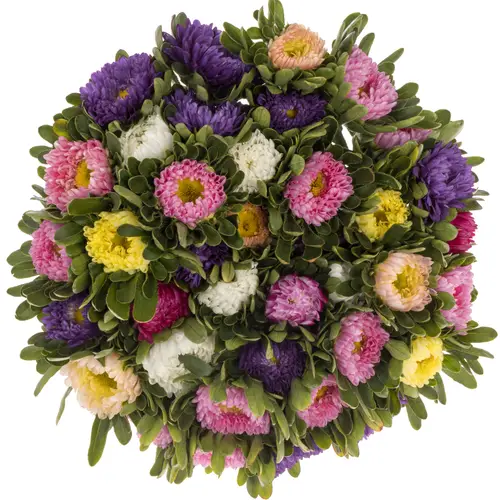 Aster mix 50cm
