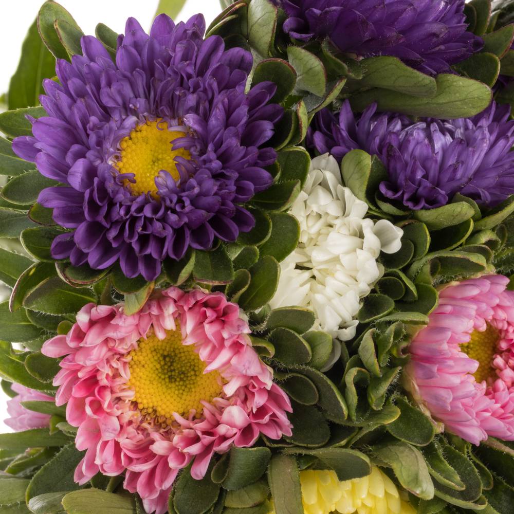 Aster mix Rutten 50cm