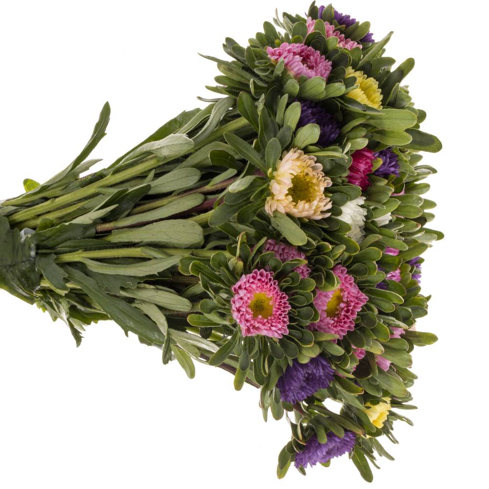 Aster mix Rutten 50cm