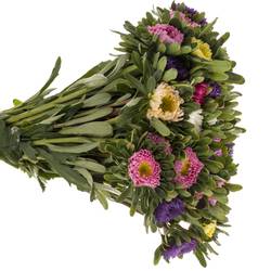 Aster mix Rutten 50cm