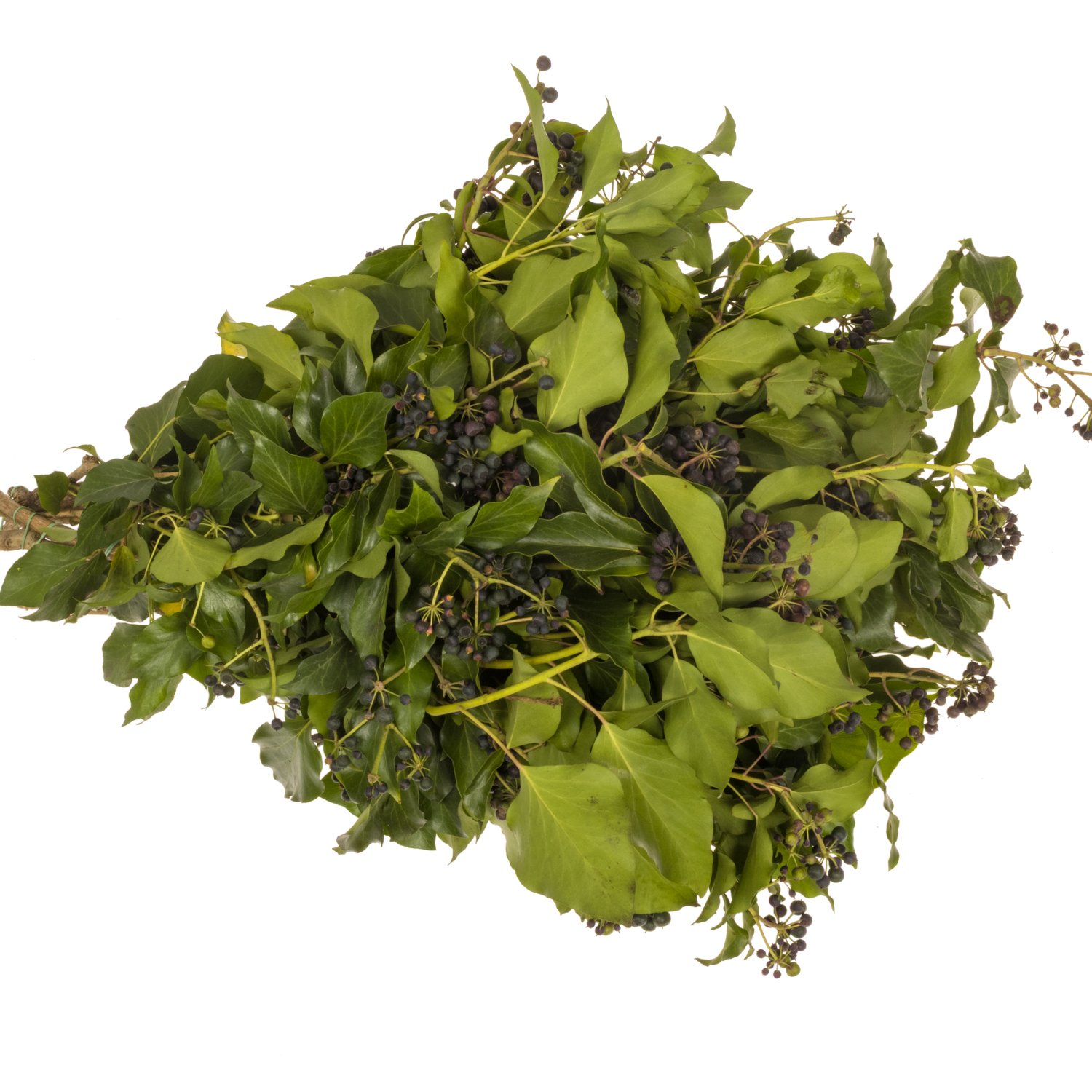 Hedera Blatt mit grün/schwarze Beeren 300 Gramm 65cm