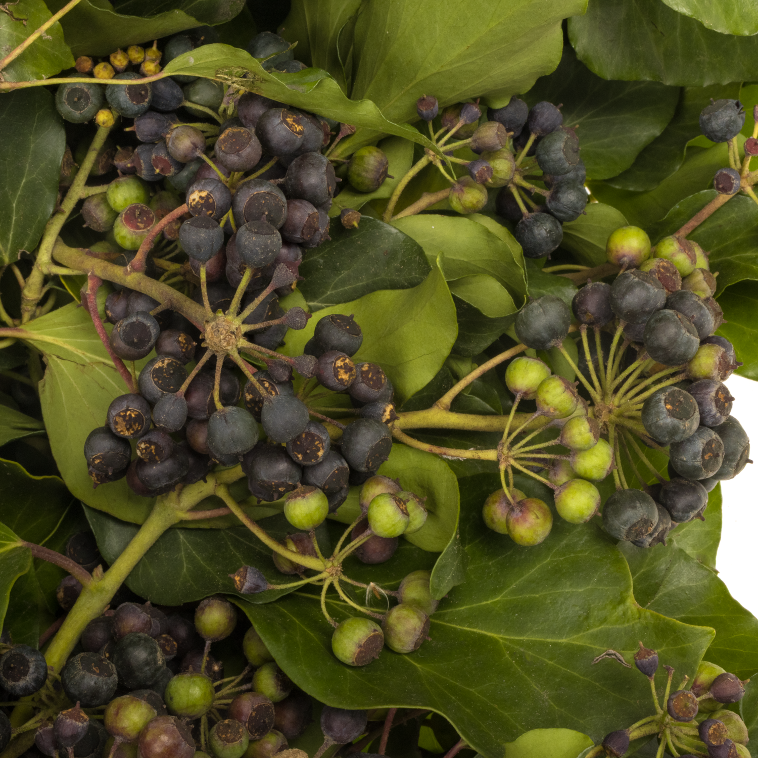 Hedera Blatt mit grün/schwarze Beeren 300 Gramm 65cm