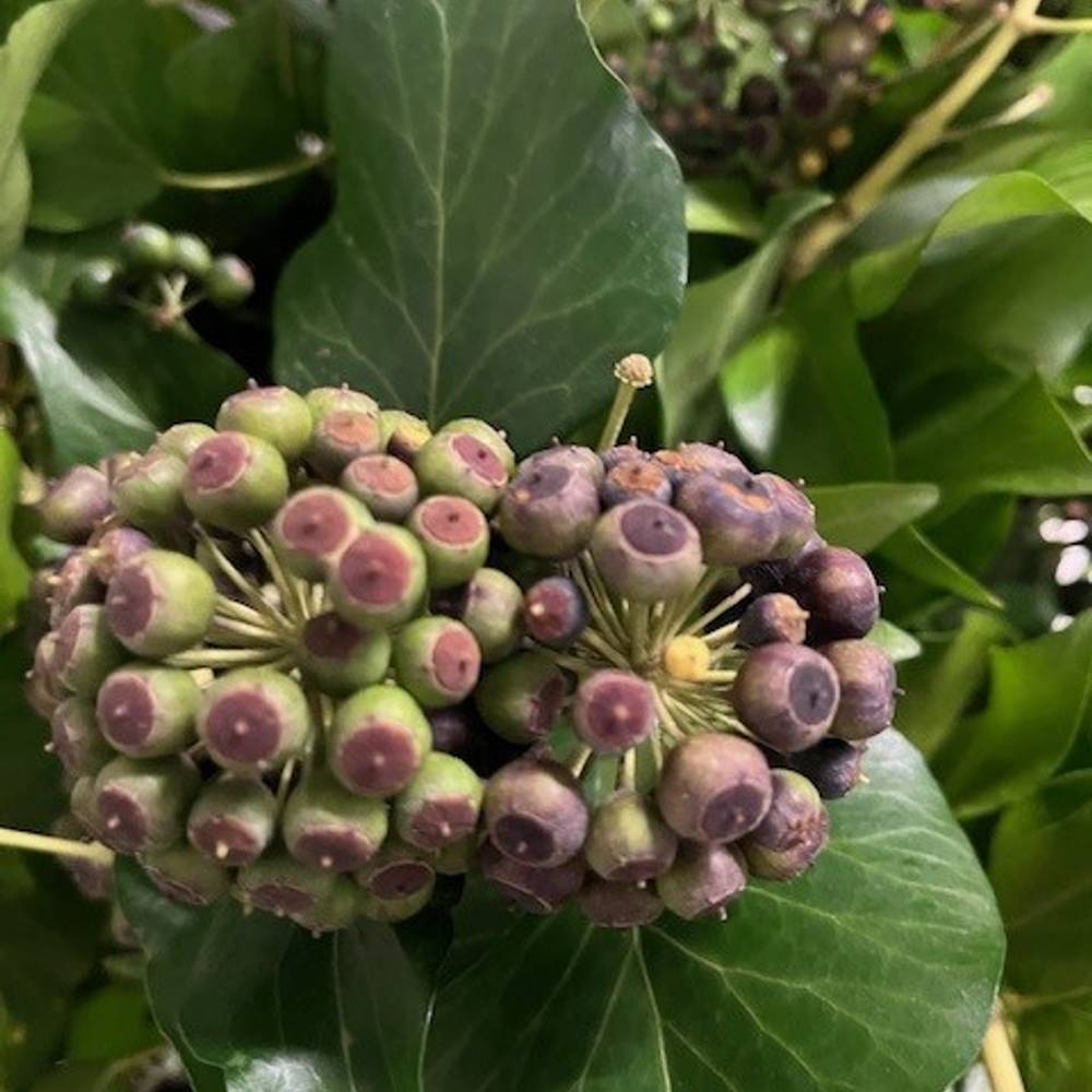 Hedera Blatt mit grün/schwarze Beeren 300 Gramm 50cm