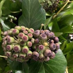 Hedera Blatt mit grün/schwarze Beeren 300 Gramm 50cm