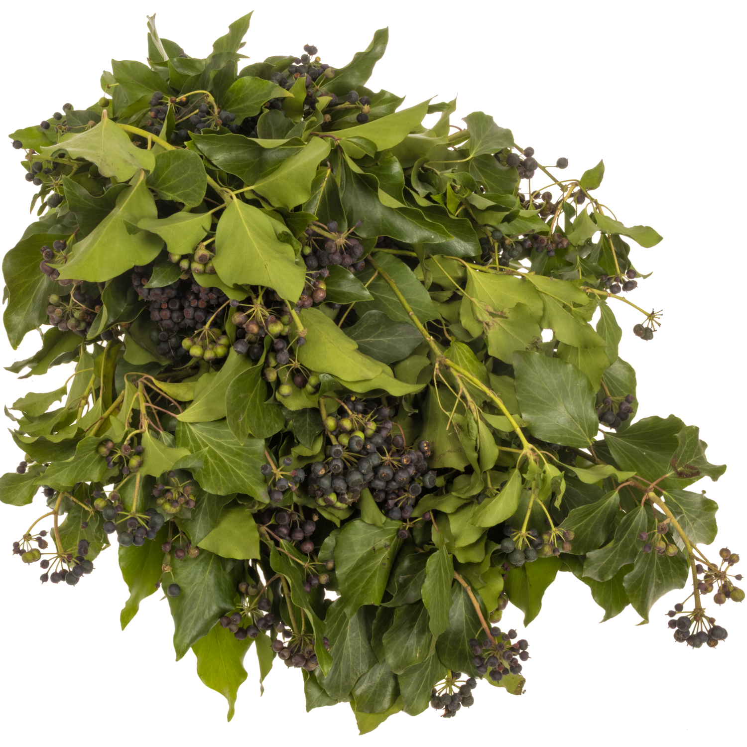 Hedera Blatt mit grün/schwarze Beeren 300 Gramm 65cm