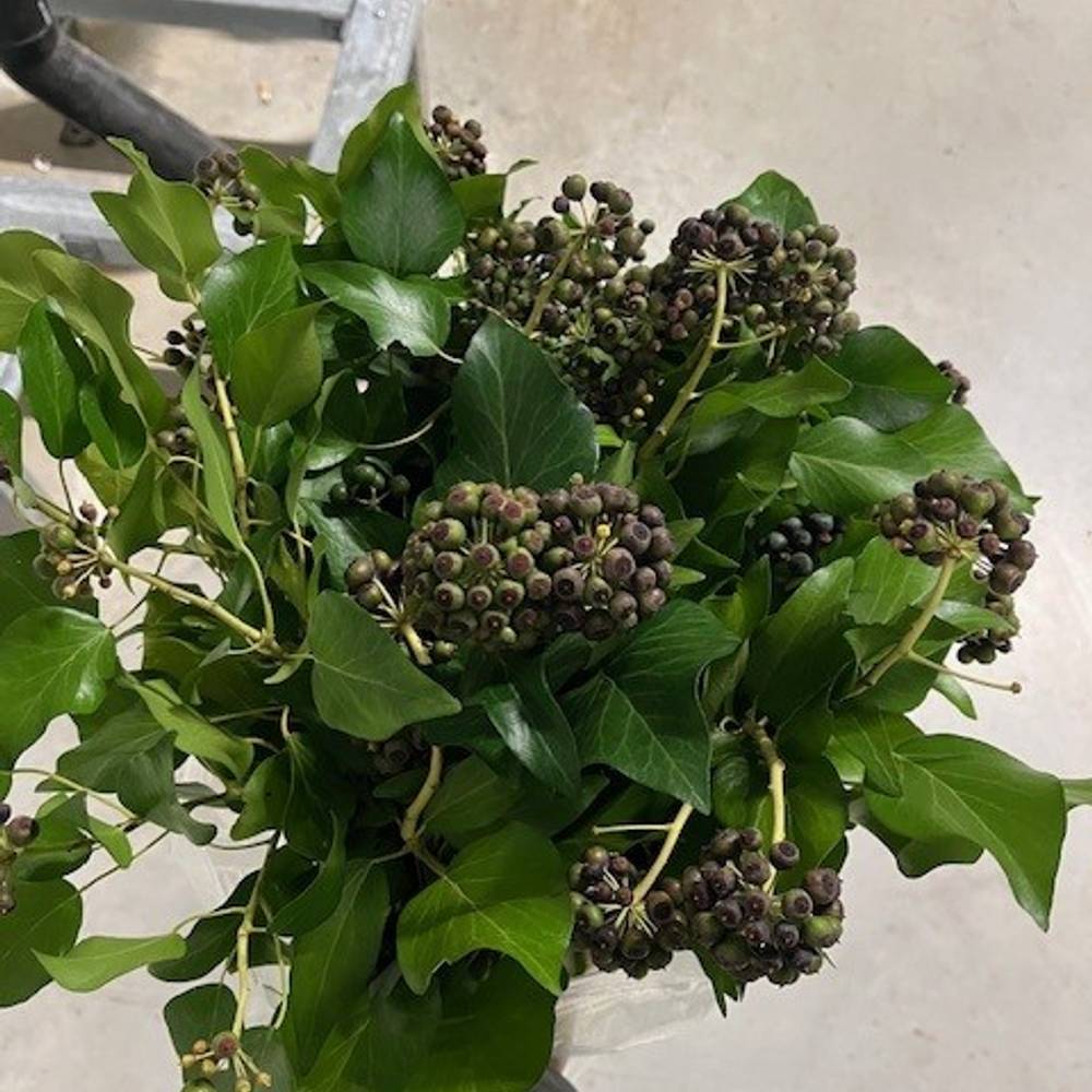 Hedera Blatt mit grün/schwarze Beeren 300 Gramm 50cm