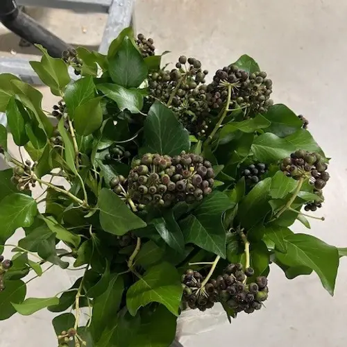 Hedera Blatt mit grün/schwarze Beeren 300 Gramm 50cm