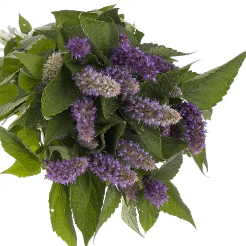 Agastache blau 70cm