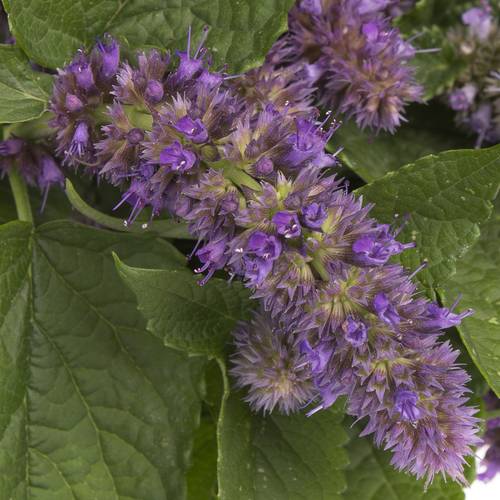 Agastache blau 70cm