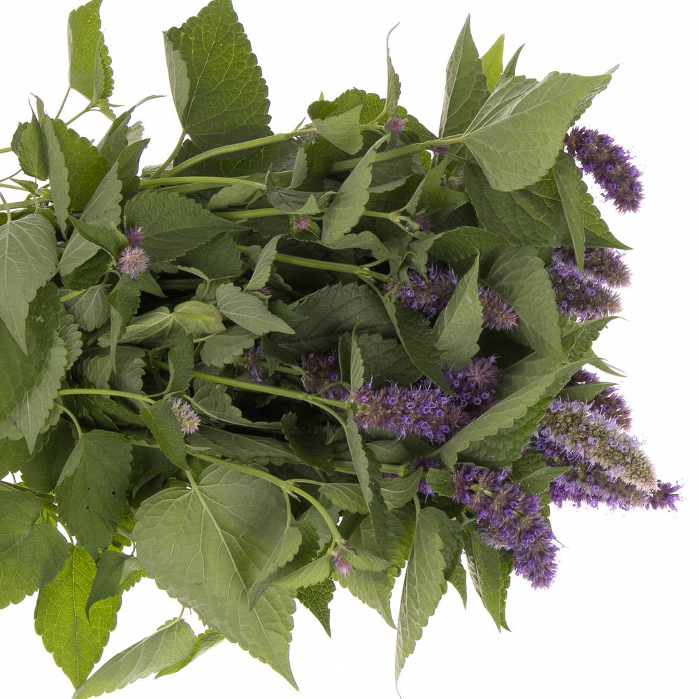 Agastache blau 70cm