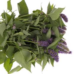 Agastache blau 70cm