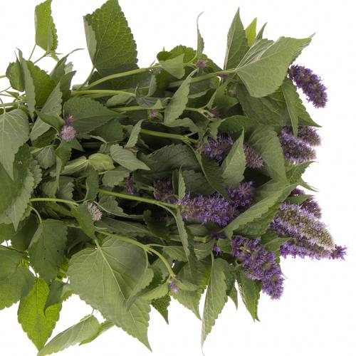 Agastache blau 70cm