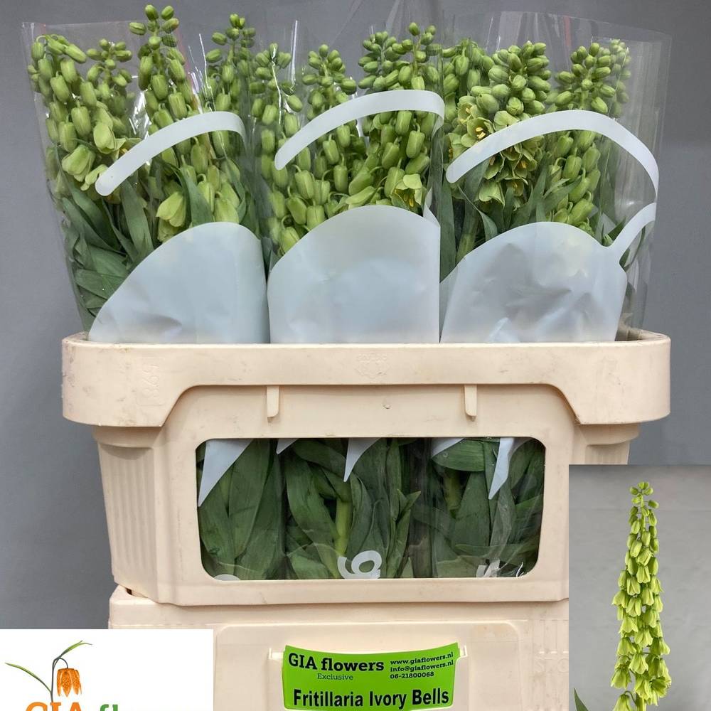 Fritilaria grün persica Ivory Bells 80cm