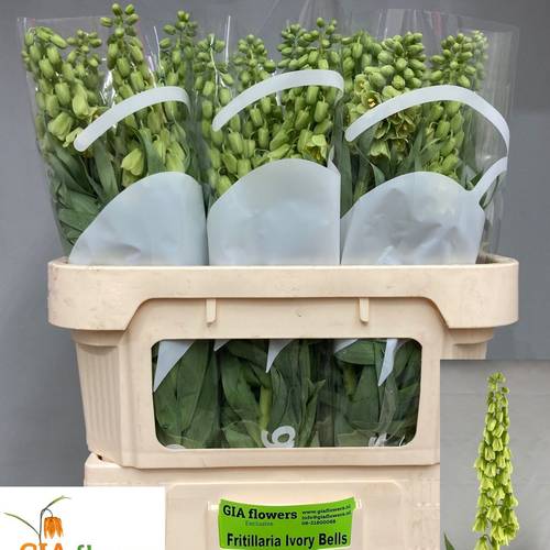 Fritilaria grün persica Ivory Bells 80cm