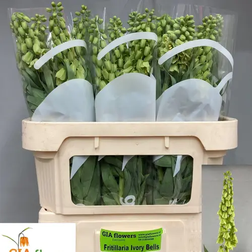 Fritilaria grün persica Ivory Bells 80cm