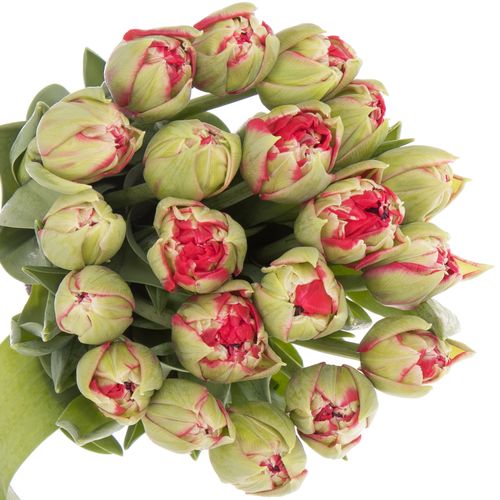 Tulpe grün/rot Reminder Triflor 32 Gramm