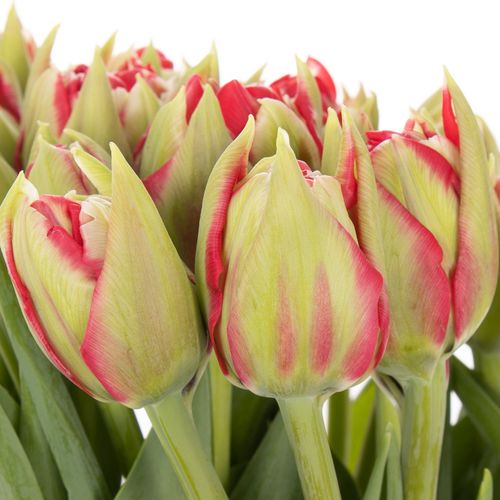 Tulpe grün/rot Reminder Triflor 32 Gramm