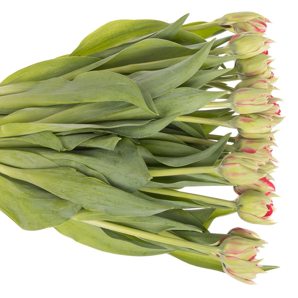 Tulpe grün/rot Reminder Triflor 32 Gramm