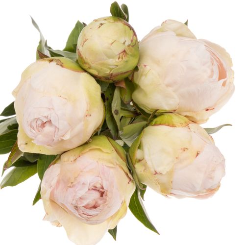 Pfingstrose creme gefüllt Choice 60cm