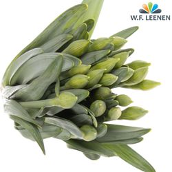 Narzisse gelb Bright Paradi 40cm